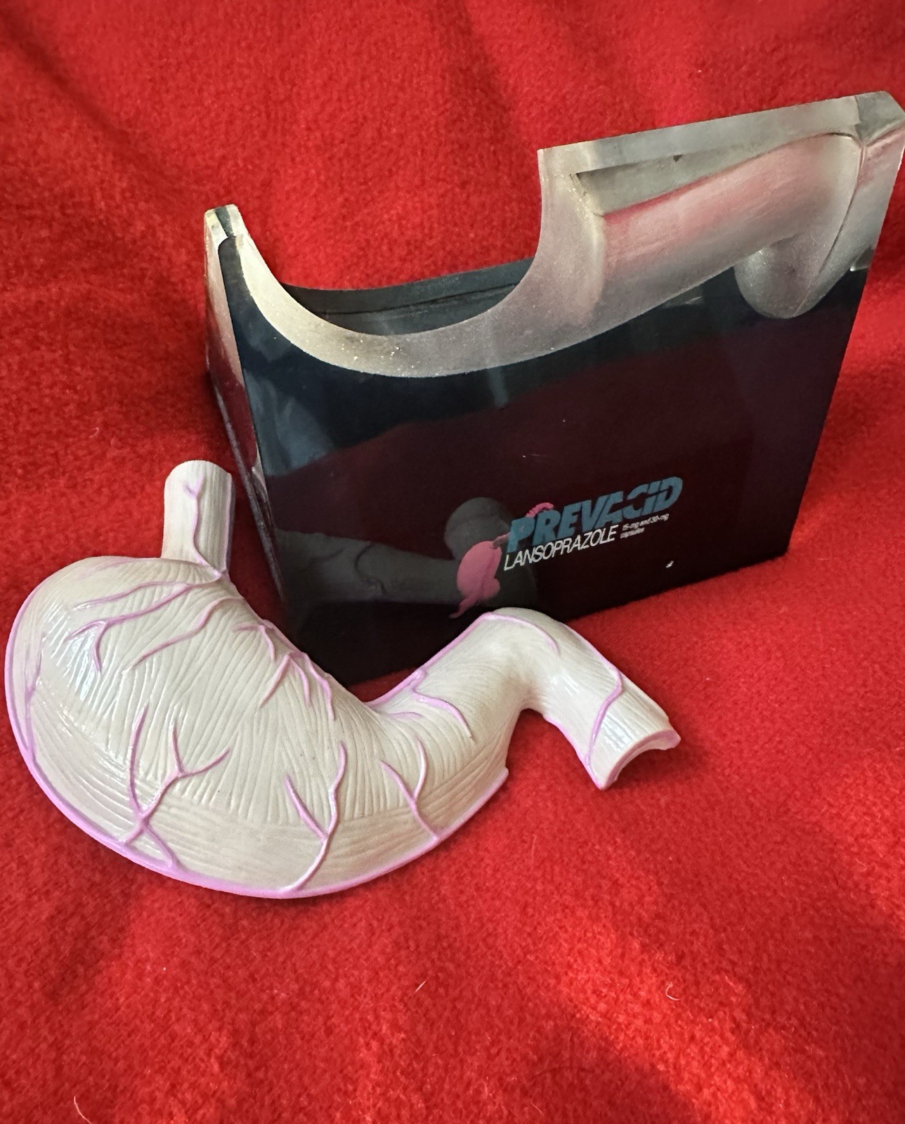Ulcerated Stomach! Prevacid Drug Rep Demo Item, Lucite W/ Detachable Stomach VG