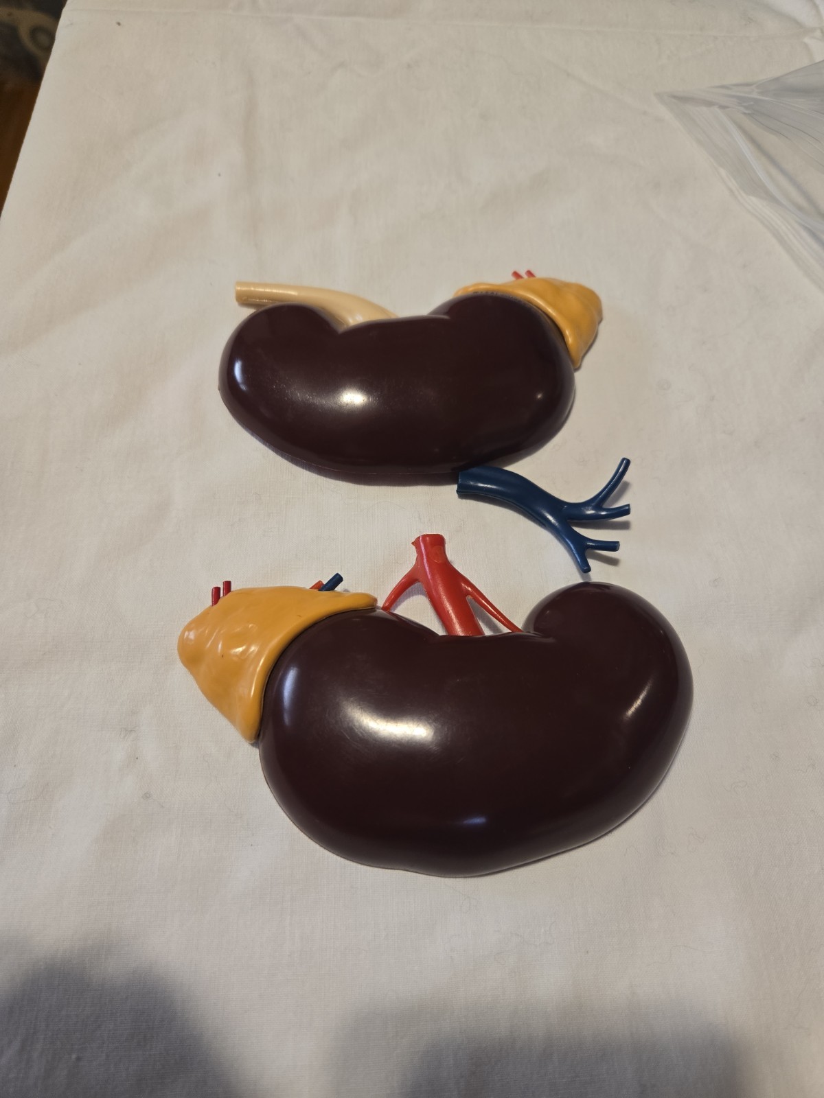 Vintage 1961 Merck & Co Pharmaceuticals Plastic Model Human Kidney Organ 5″