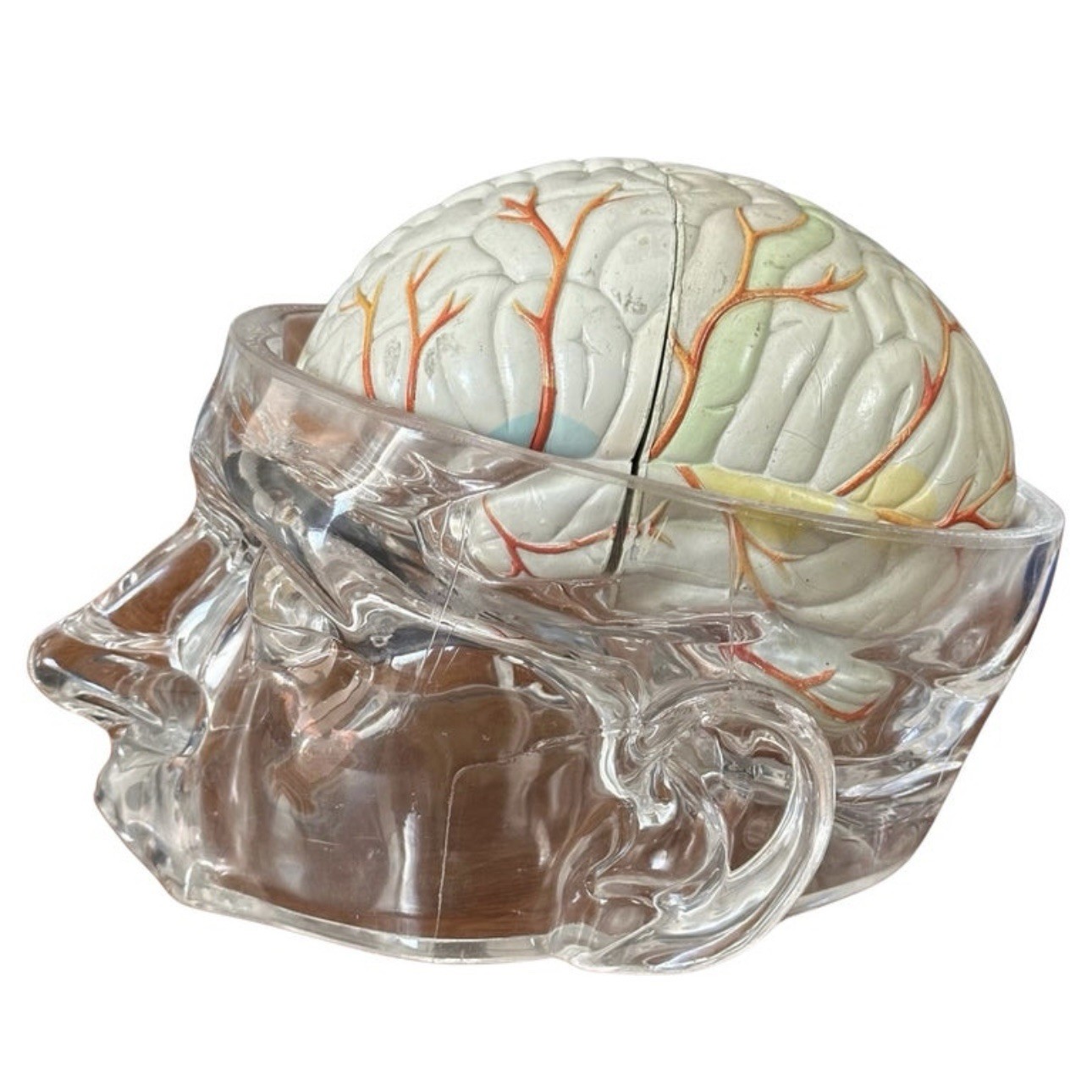 Lucite Head Skull Brain Model Medical Pharmaceutical Science Display – SEROQUEL