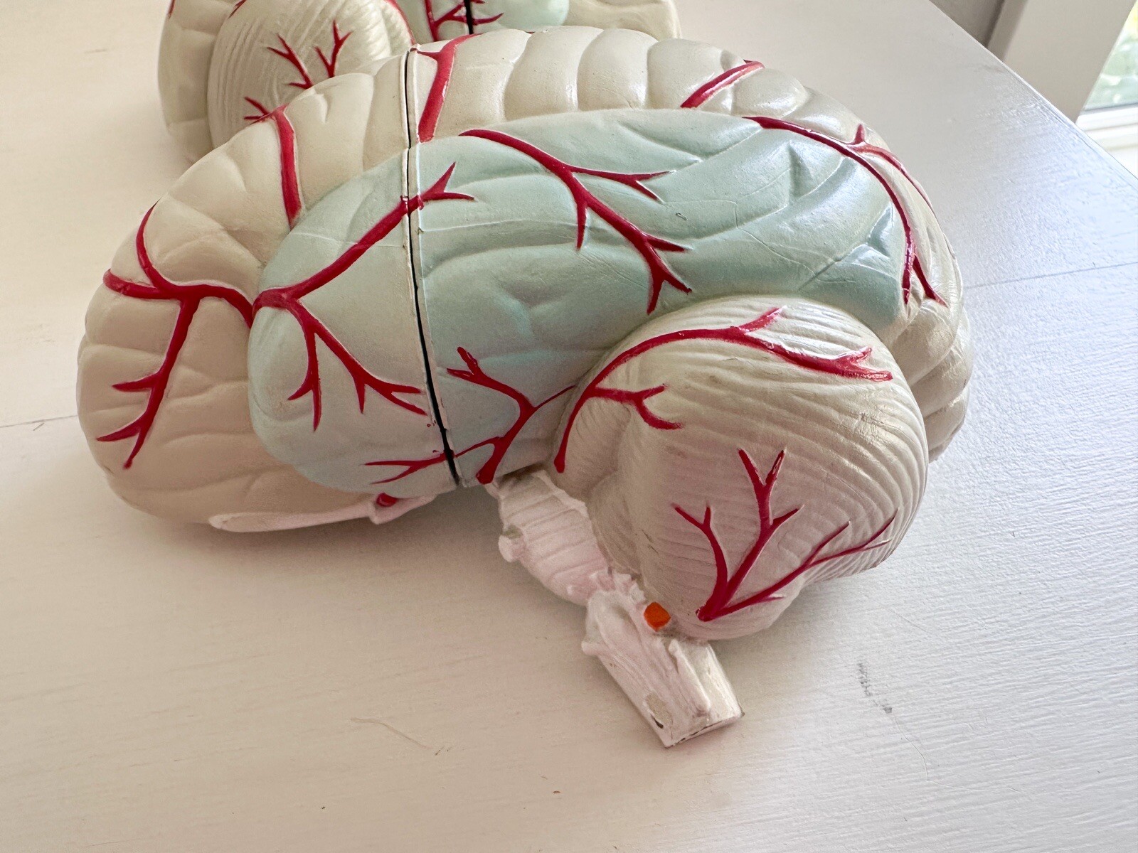 UCB Pharma Lucite Head Skull Brain Model Medical Pharmaceutical Science Display