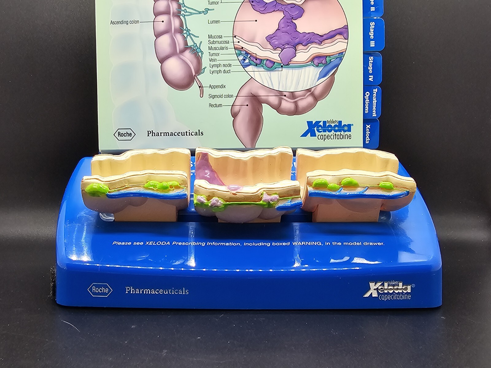 NIB Roche Pharmaceutical Xeloda Colon Cancer Anatomical Model & Chart Display