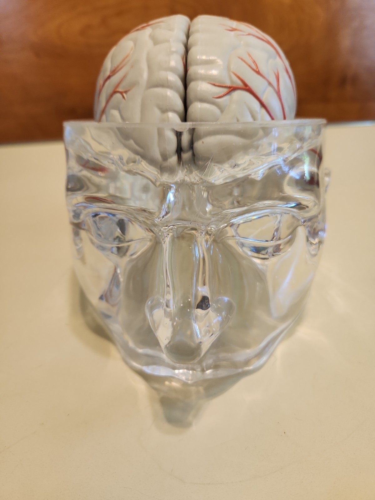Seroquel Head Skull Brain Model Medical Pharmaceutical Science Display Clear