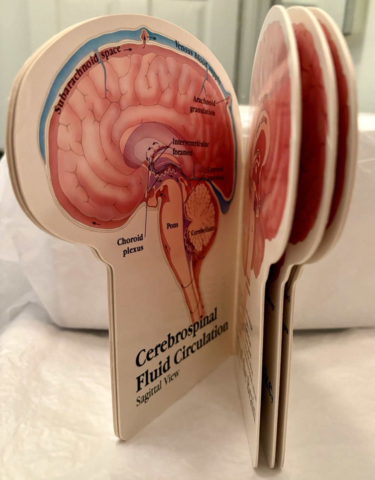 VTG 1990 TEGRETOL “PATIENT GUIDE TO THE HUMAN BRAIN” PHARMA LOGO ADVERTISING