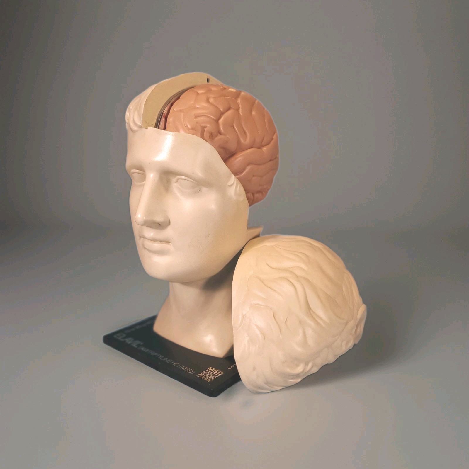 Vintage ELAVIL Anatomical Head w/ Removable Brain 1970s MSD Pharmaceutical Promo