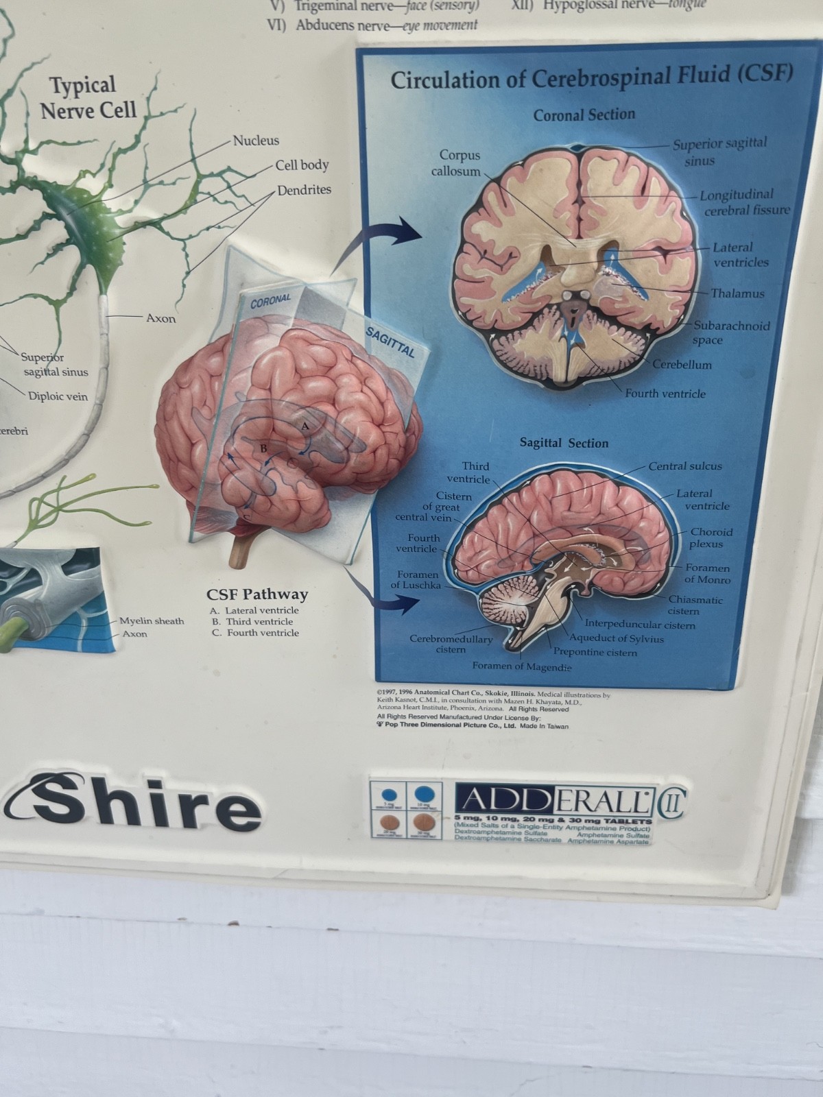 Rare Vintage ADDERALL Shire 3D Anatomy of the Brain Pharmaceutical Medical Chart