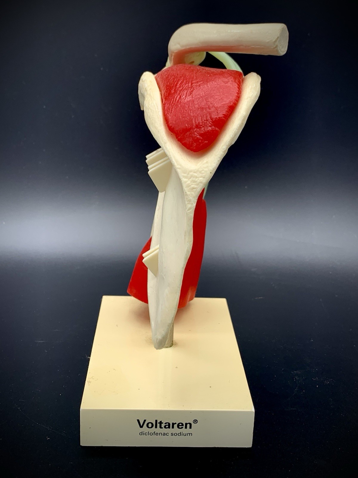 Vintage Voltaren Shoulder Joint Model Anatomical Rotator Cuff Musculature Promo