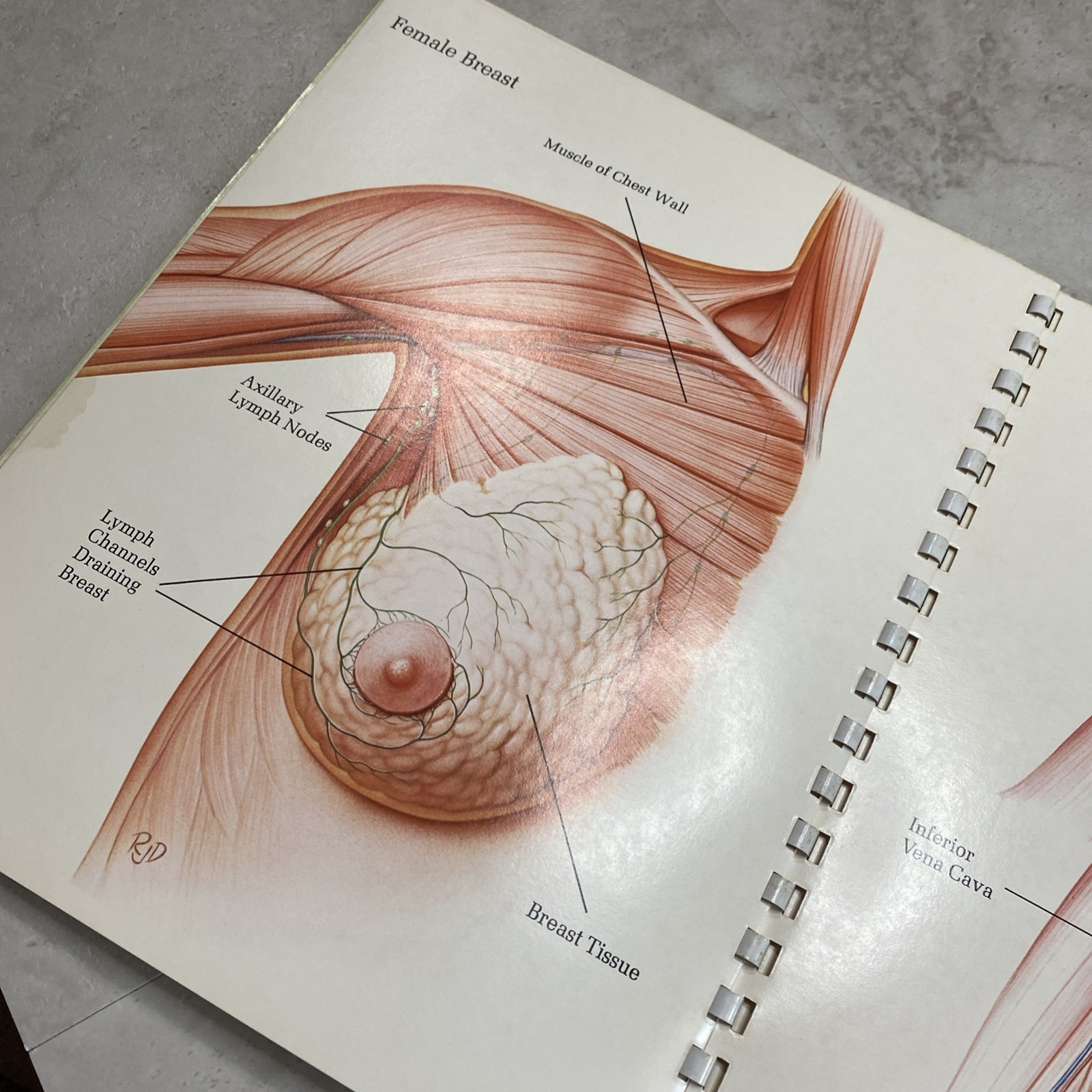1975 Eli Lilly Pharmaceutical Medical Illustrations Of Surgical Anatomy Macabre
