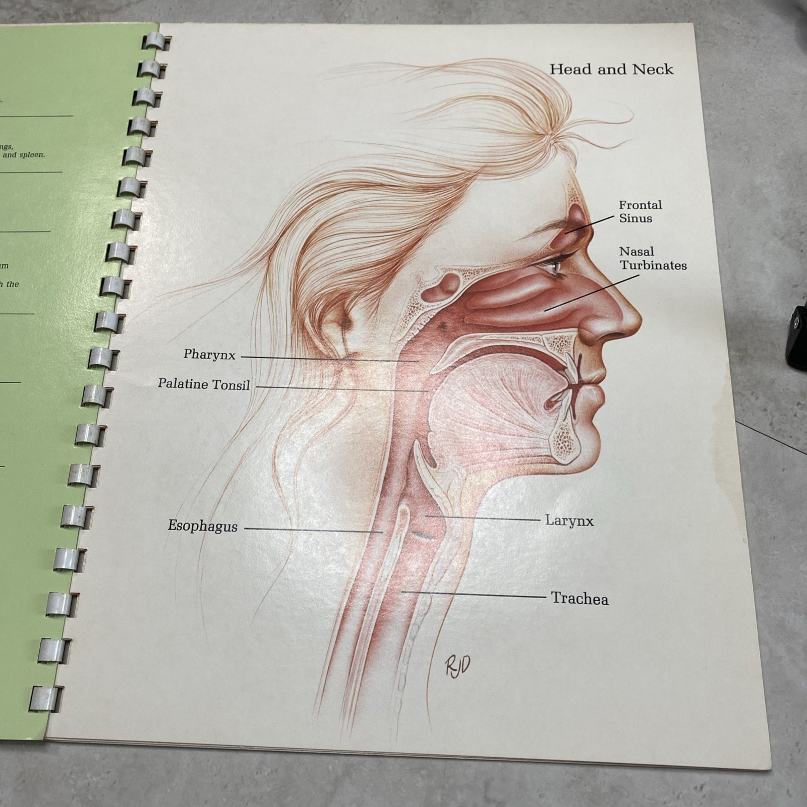 1975 Eli Lilly Pharmaceutical Medical Illustrations Of Surgical Anatomy Macabre