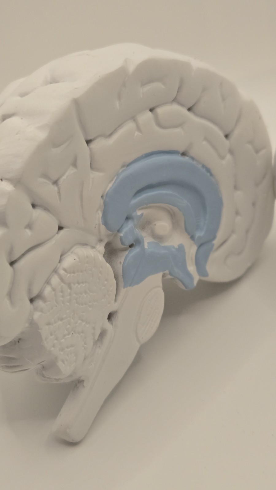 Alkermes Anatomical Brain Model Pharmaceutical Promo Desk Display