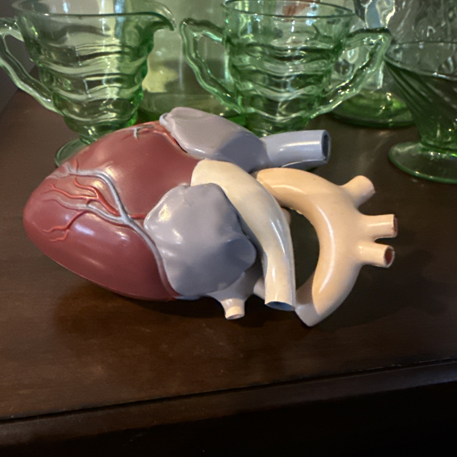 1960’s Merck Sharp Dohme Heart Model Plus Free Kidney Look
