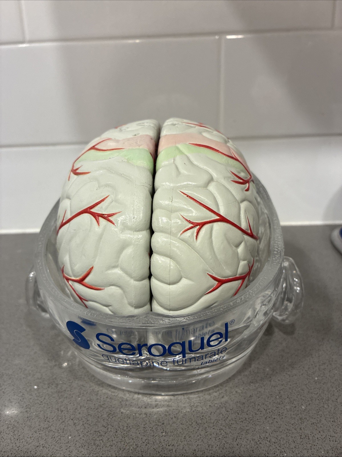 Seroquel Human Brain Anatomy Model w/ Clear Skull PharmaDesign Medical Display