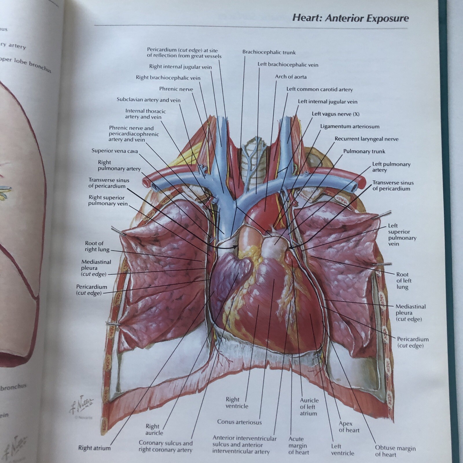 Pharmaceutical Norvatis Promo DIOVAN Cardiovascular Anatomy Hardcover Book