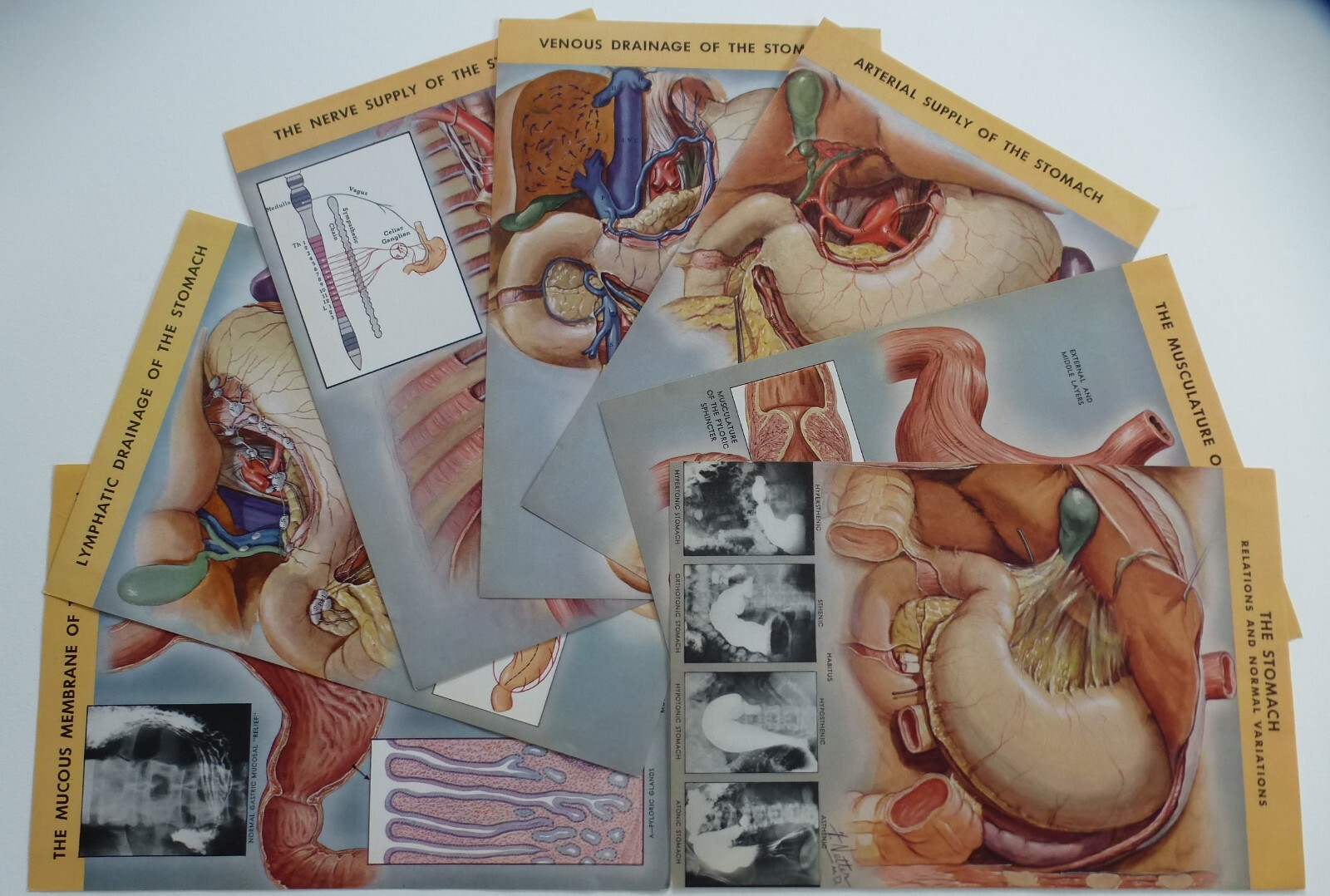 18 Ciba Pharmaceutical Folders w/ Color Plates – Pathology Anatomy War Injuries