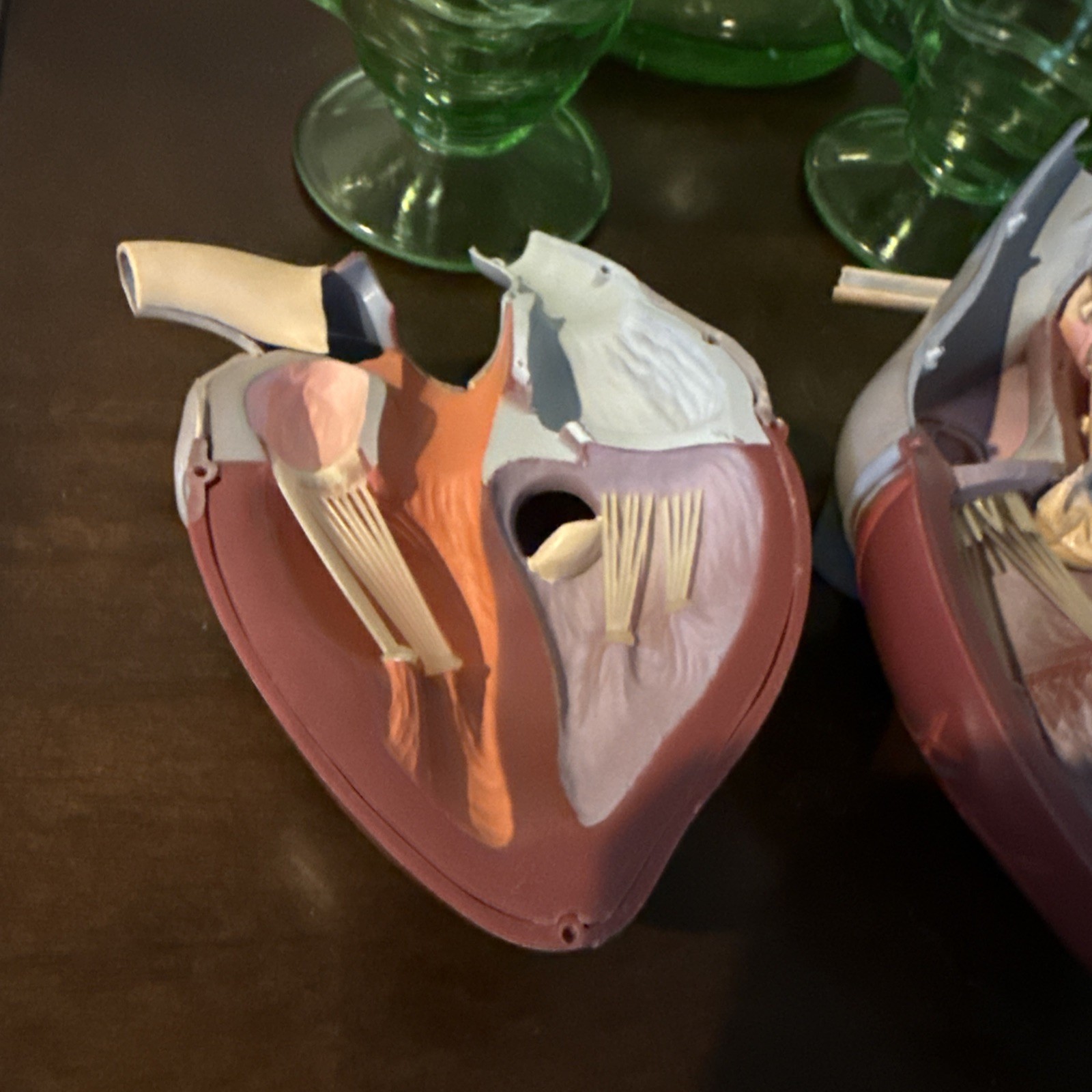 1960’s Merck Sharp Dohme Heart Model Plus Free Kidney Look