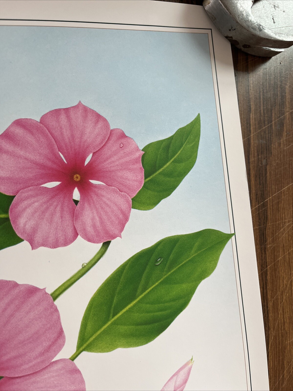 Vintage 1991 Rosy Periwinkle Pharmacy History Pharmacist Poster Afrin Promo