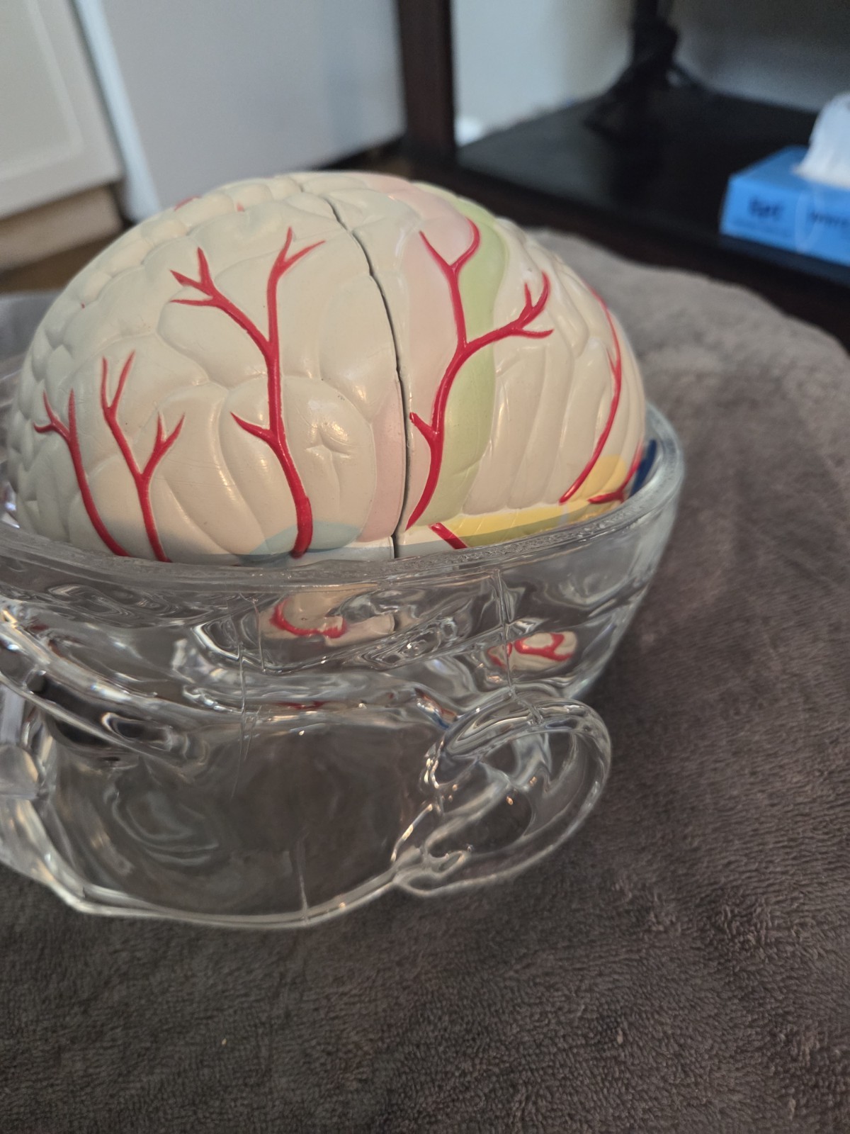 Vintage Seroquel Head Brain Anatomy Pharma Design Sales Display Removable Brain