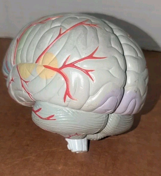 Lucite Head Skull Brain Model Medical Pharmaceutical Science Display – SEROQUEL