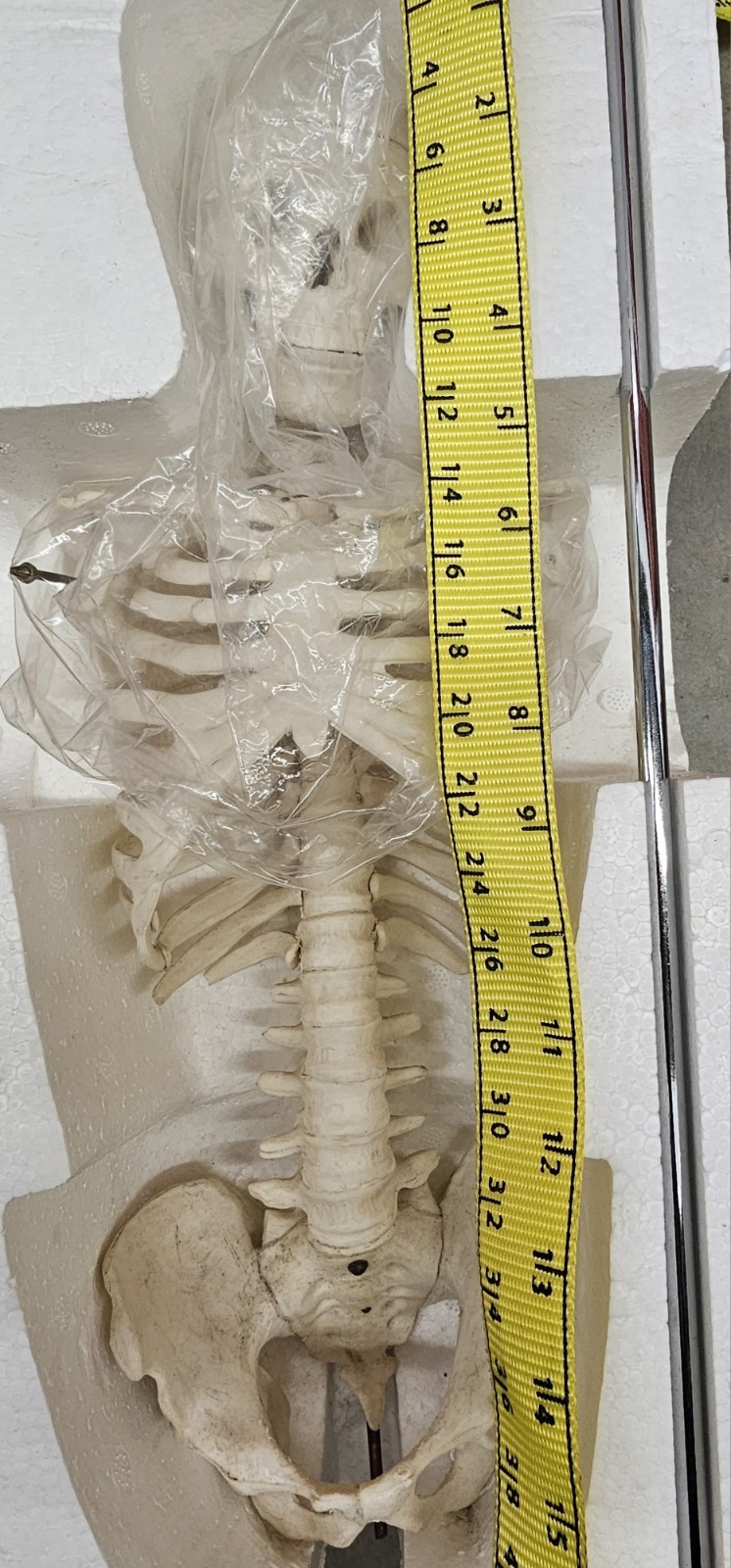 NEW (Vintage) Antique Display Skeleton 33” tall Searle Pfizer + Base COLLECTIBLE