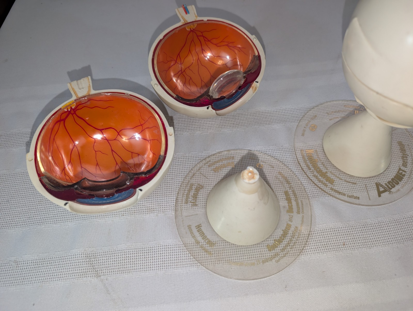 1960s Merck Pharmaceutical Advertising Model “Aldomet Methyldopa” Eye Model
