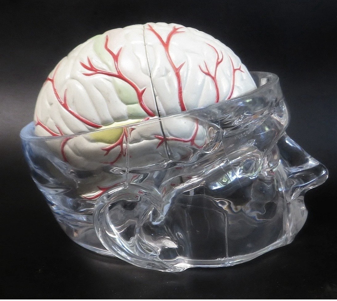 Seroquel Rx Skull Brain Science Model Medical Pharmaceutical Ad Premium Display