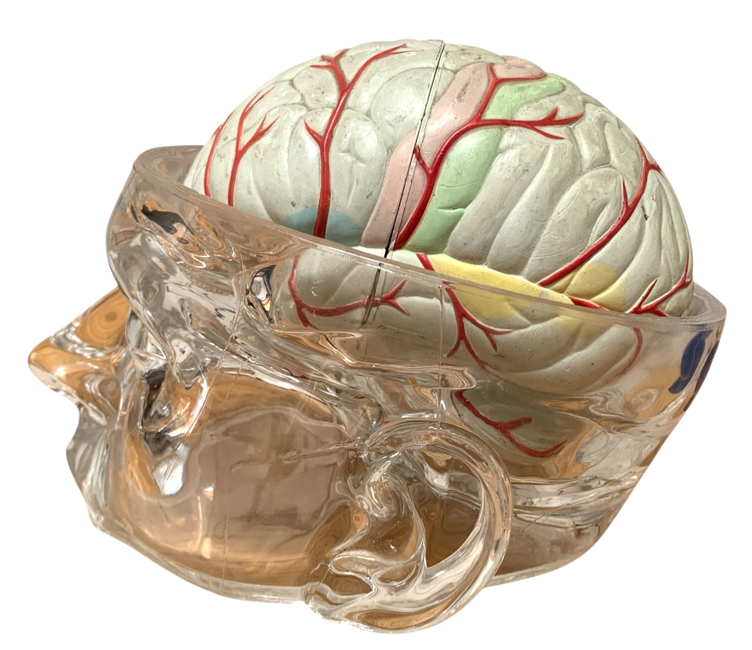 Vintage Seroquel Head Brain Anatomy Pharma Design Sales Display Removable Brain