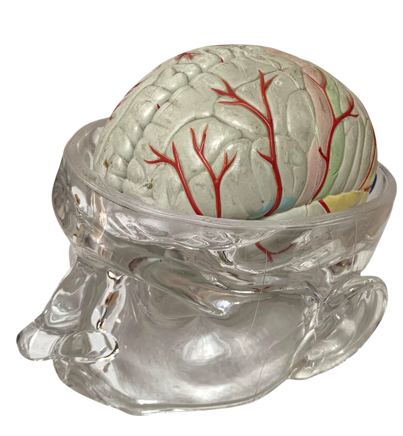 Vintage Seroquel Head Brain Anatomy Pharma Design Sales Display Removable Brain