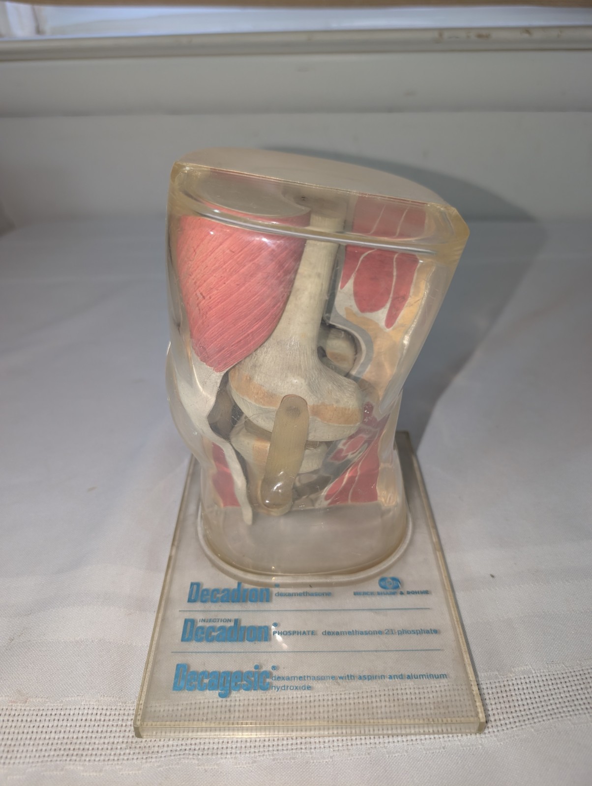 1960s Merck Pharmaceutical Advertising Model “Decadron” Knee Model