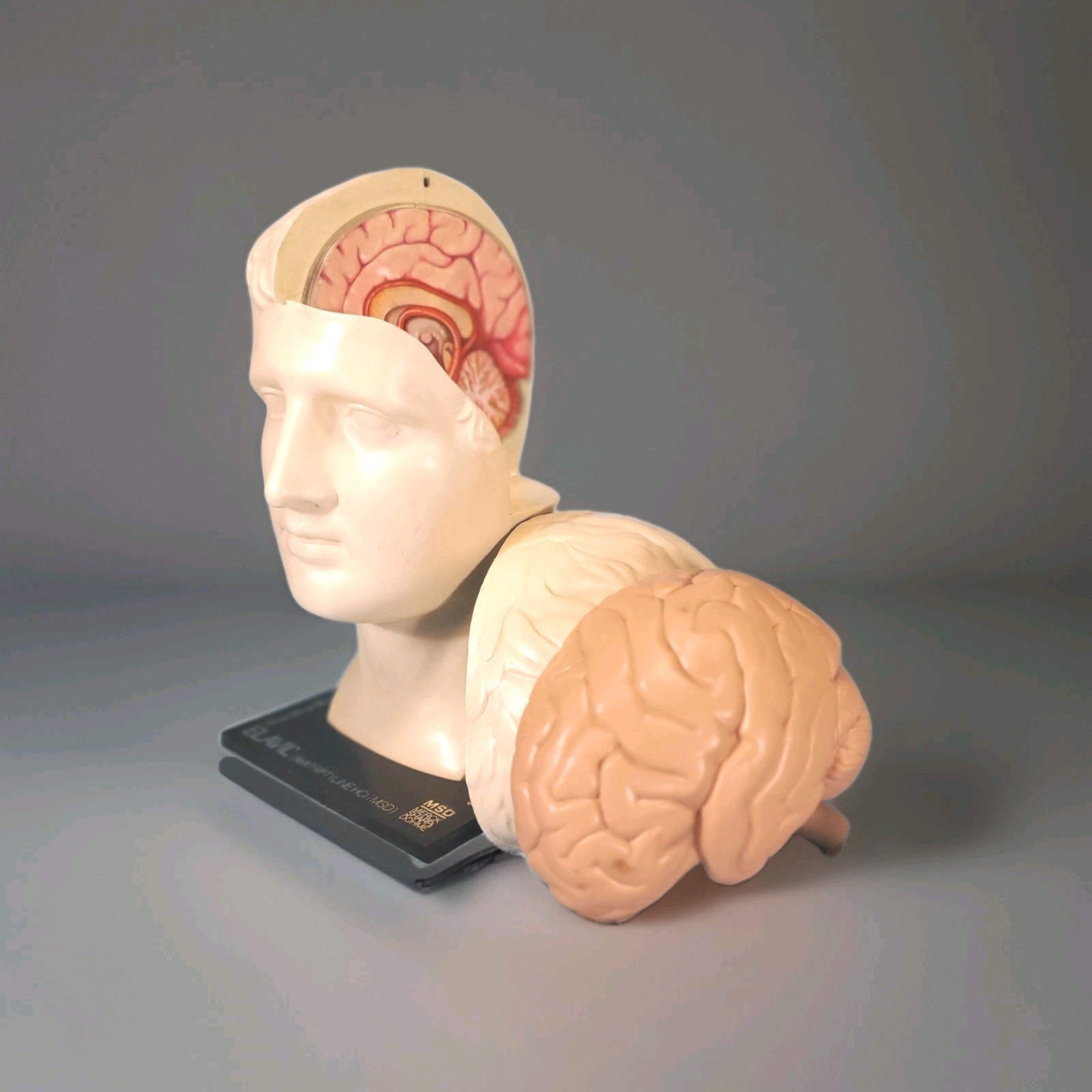 Vintage ELAVIL Anatomical Head w/ Removable Brain 1970s MSD Pharmaceutical Promo