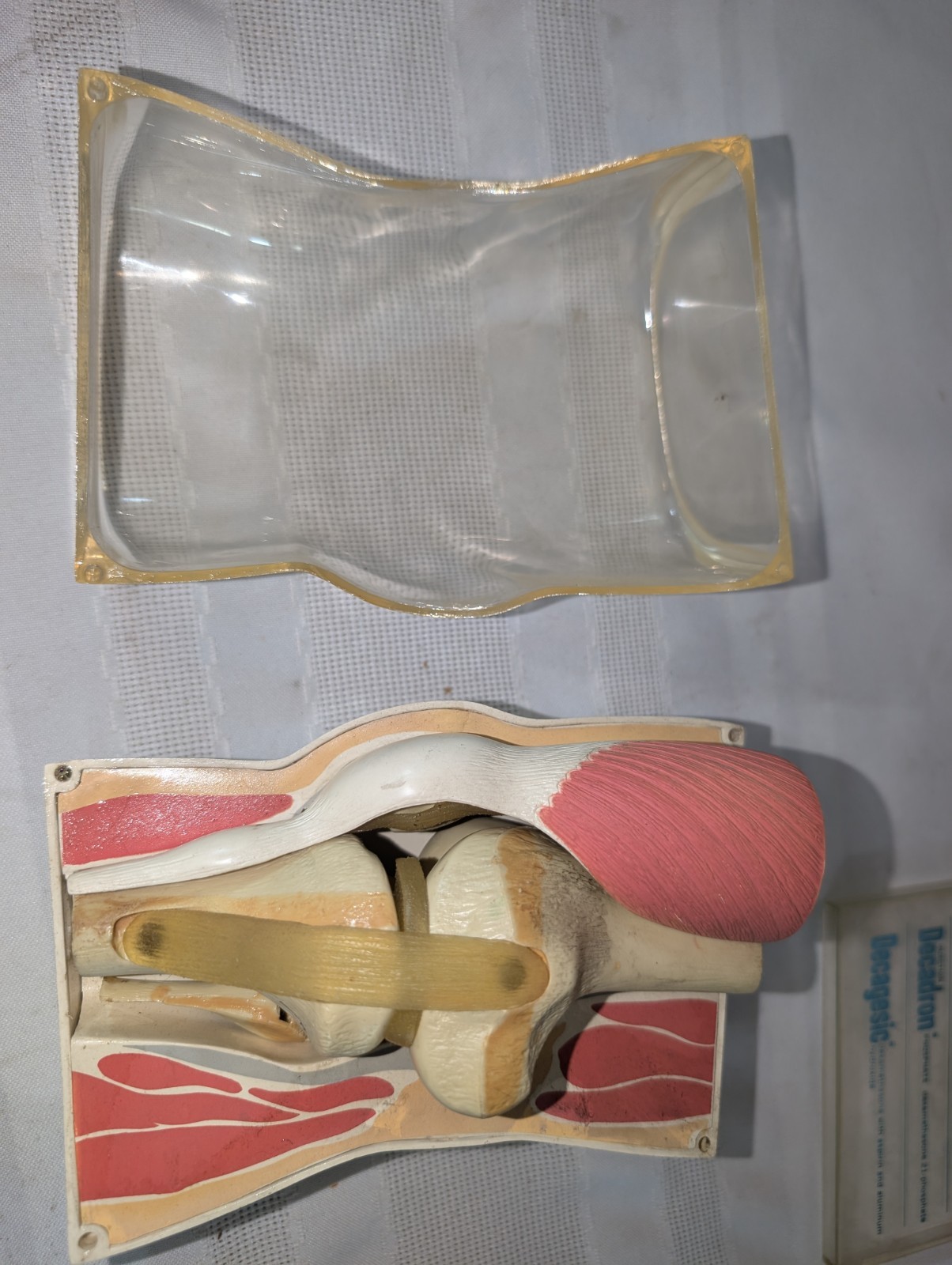 1960s Merck Pharmaceutical Advertising Model “Decadron” Knee Model