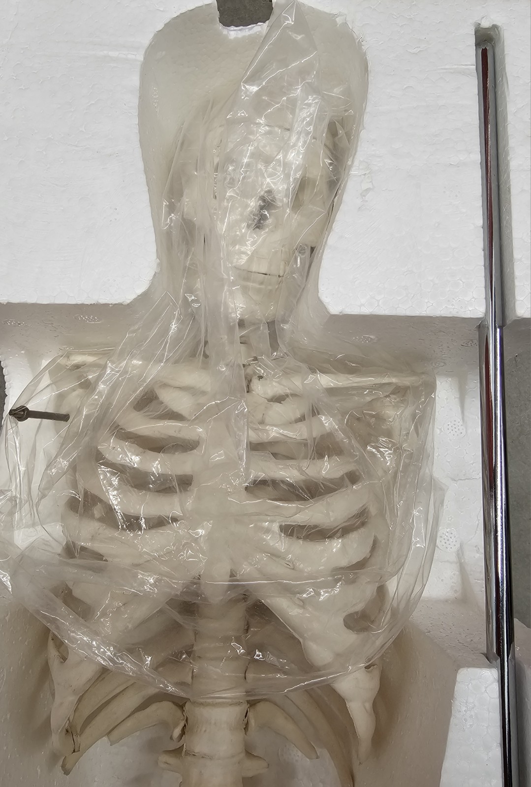NEW (Vintage) Antique Display Skeleton 33” tall Searle Pfizer + Base COLLECTIBLE