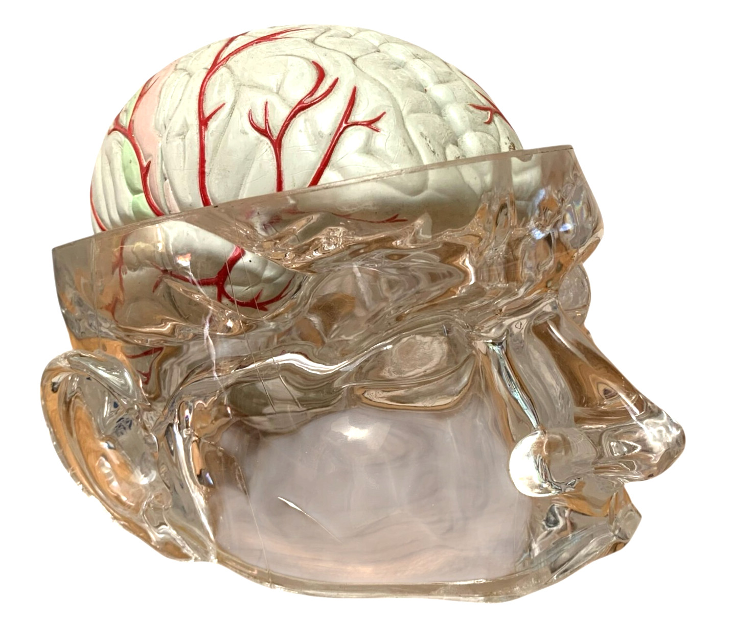 Vintage Seroquel Head Brain Anatomy Pharma Design Sales Display Removable Brain