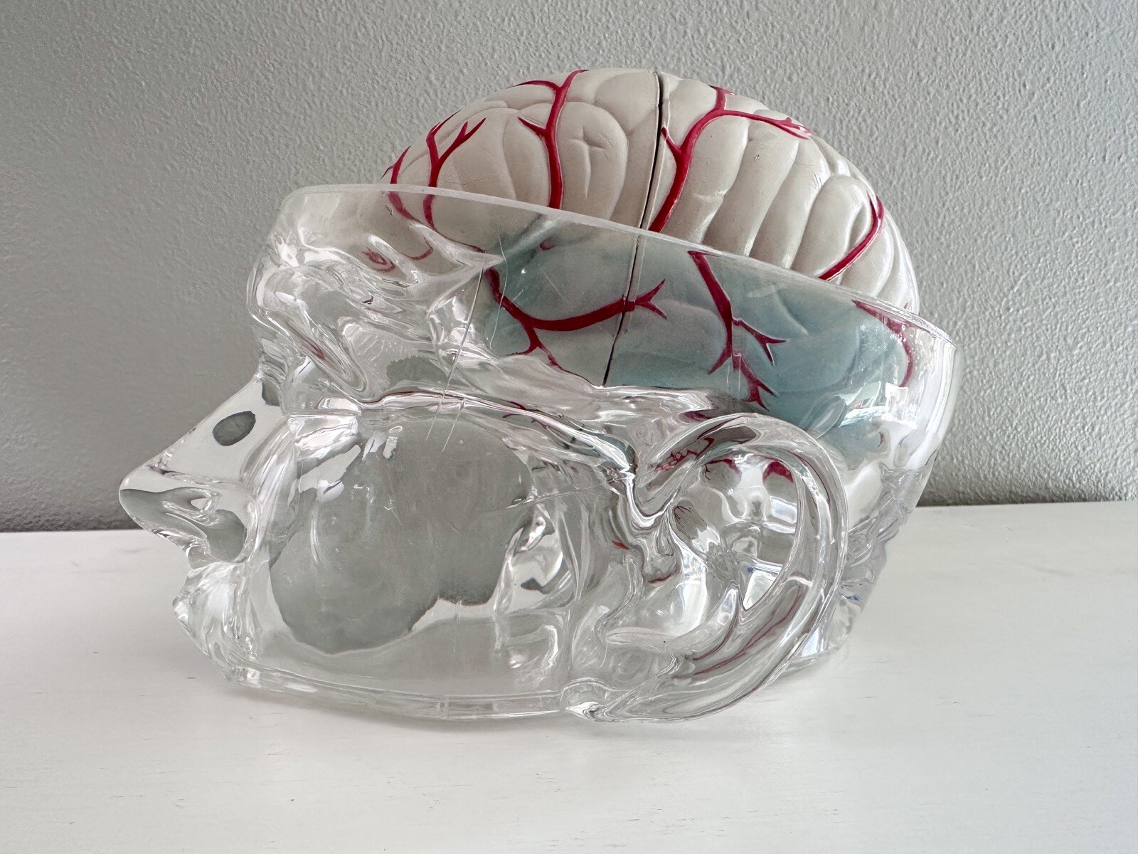 UCB Pharma Lucite Head Skull Brain Model Medical Pharmaceutical Science Display