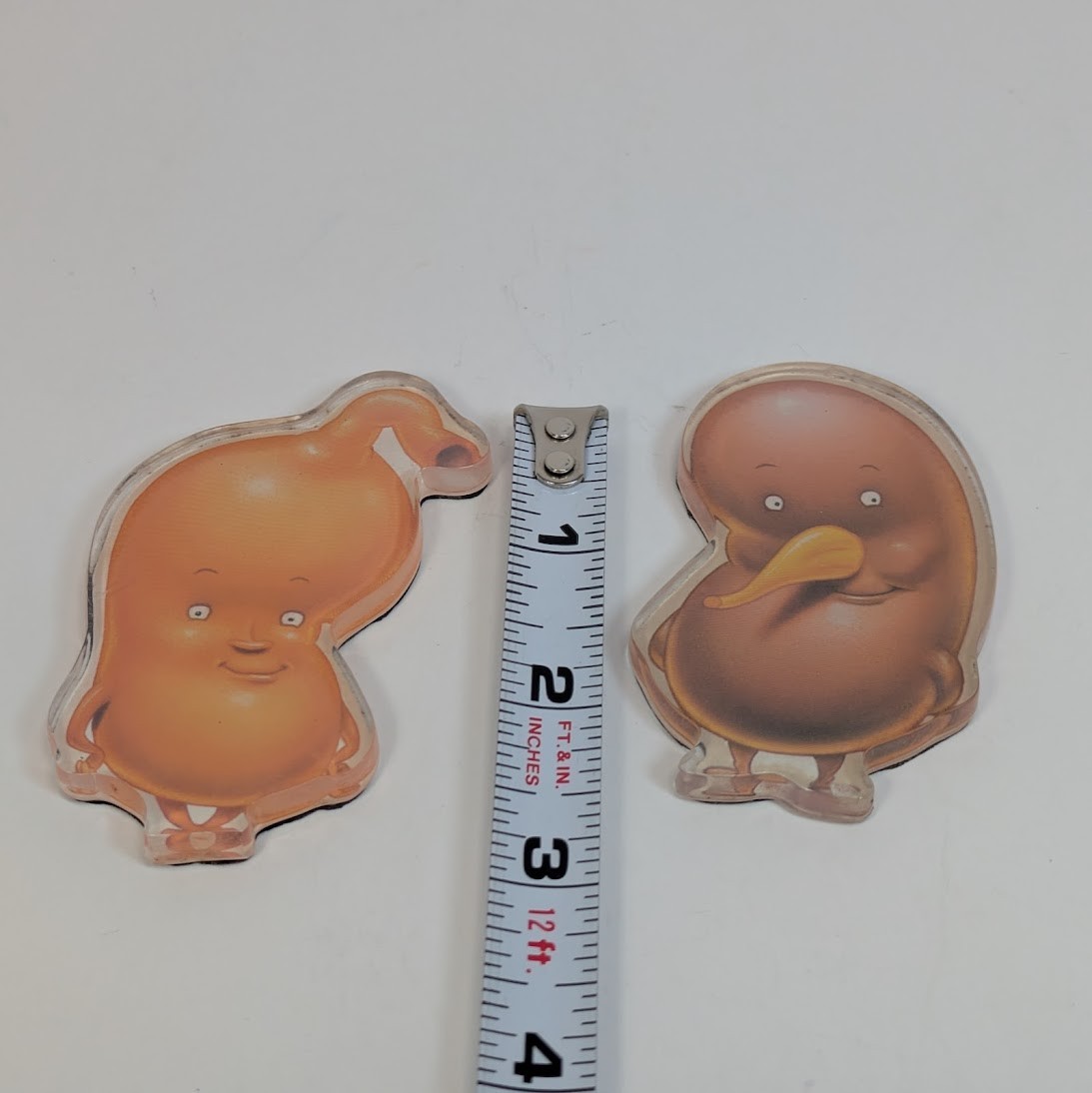Pharmaceutical Drug Rep Advertising Magnet (2) Actos Stomach Liver Organs