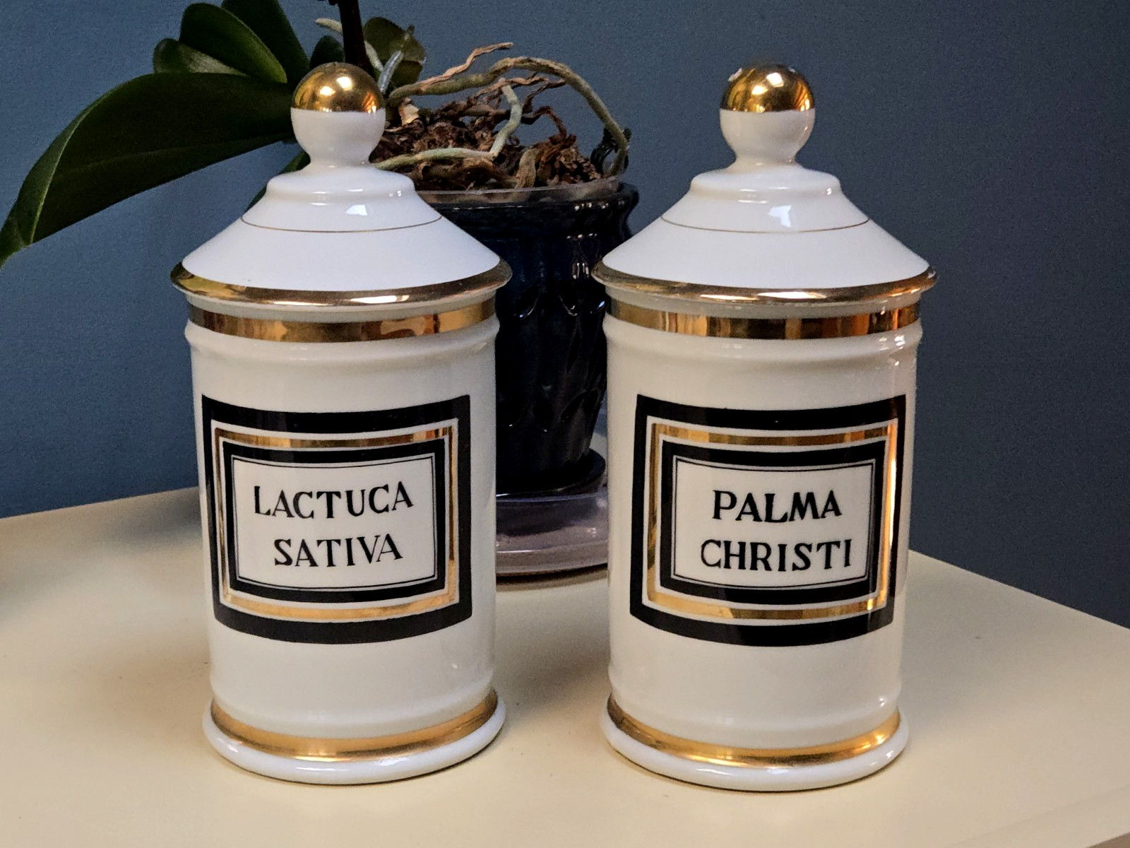 2 Antique Apothecary Jars Porcelain Palma Christi and Lactuca Sativa