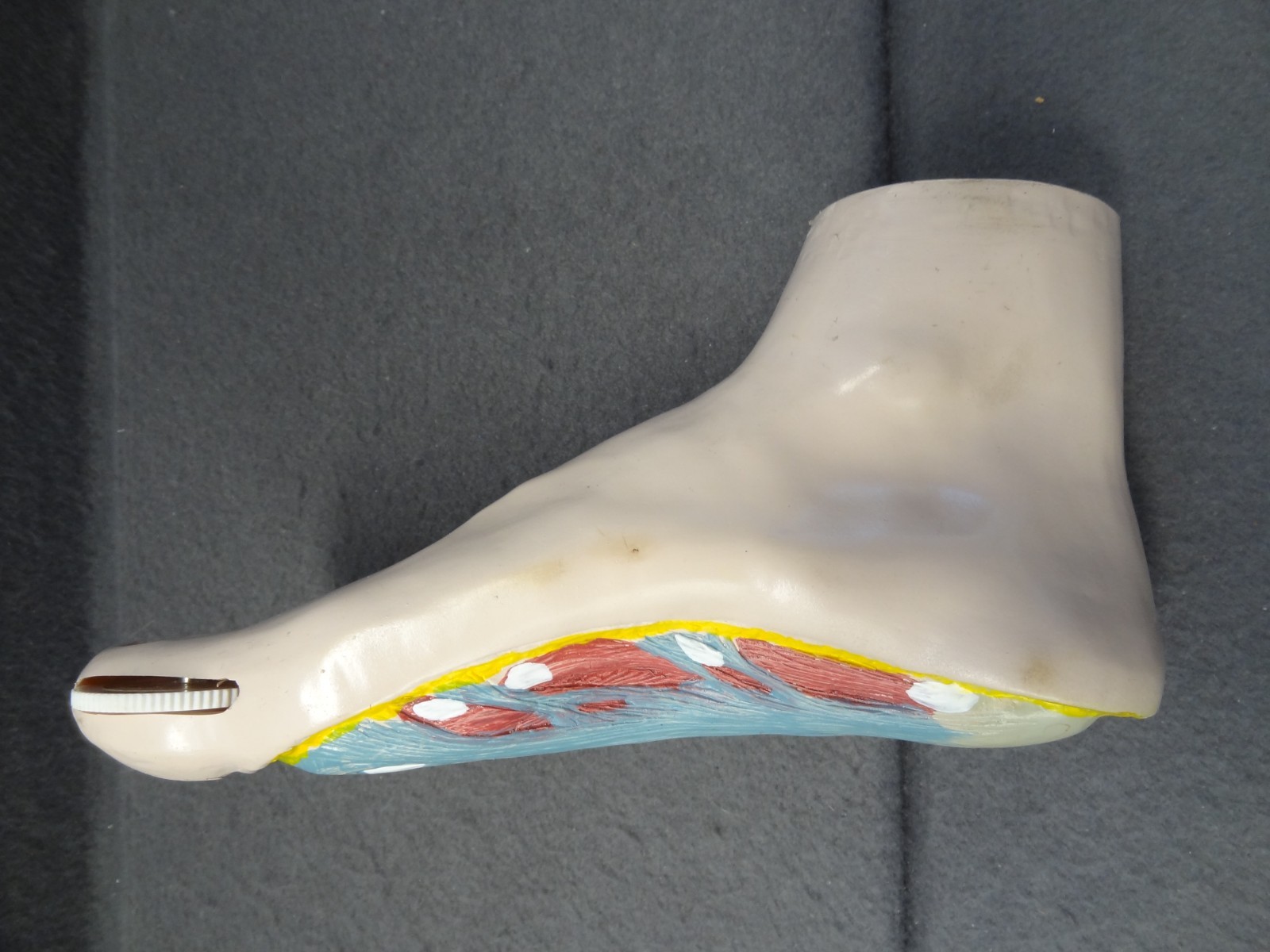 Janssen Sporanox Capsule Foot Display Model Prop Doctor Office Advertisement EUC