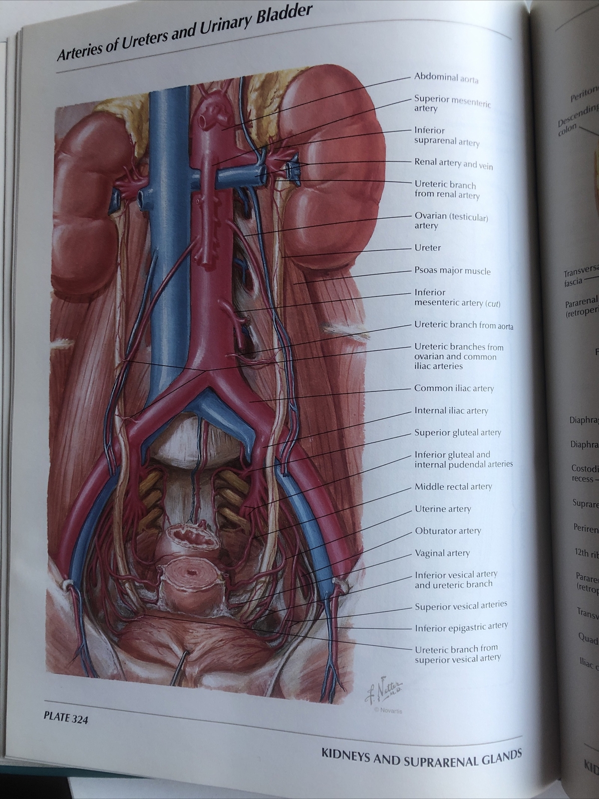 Pharmaceutical Norvatis Promo DIOVAN Cardiovascular Anatomy Hardcover Book