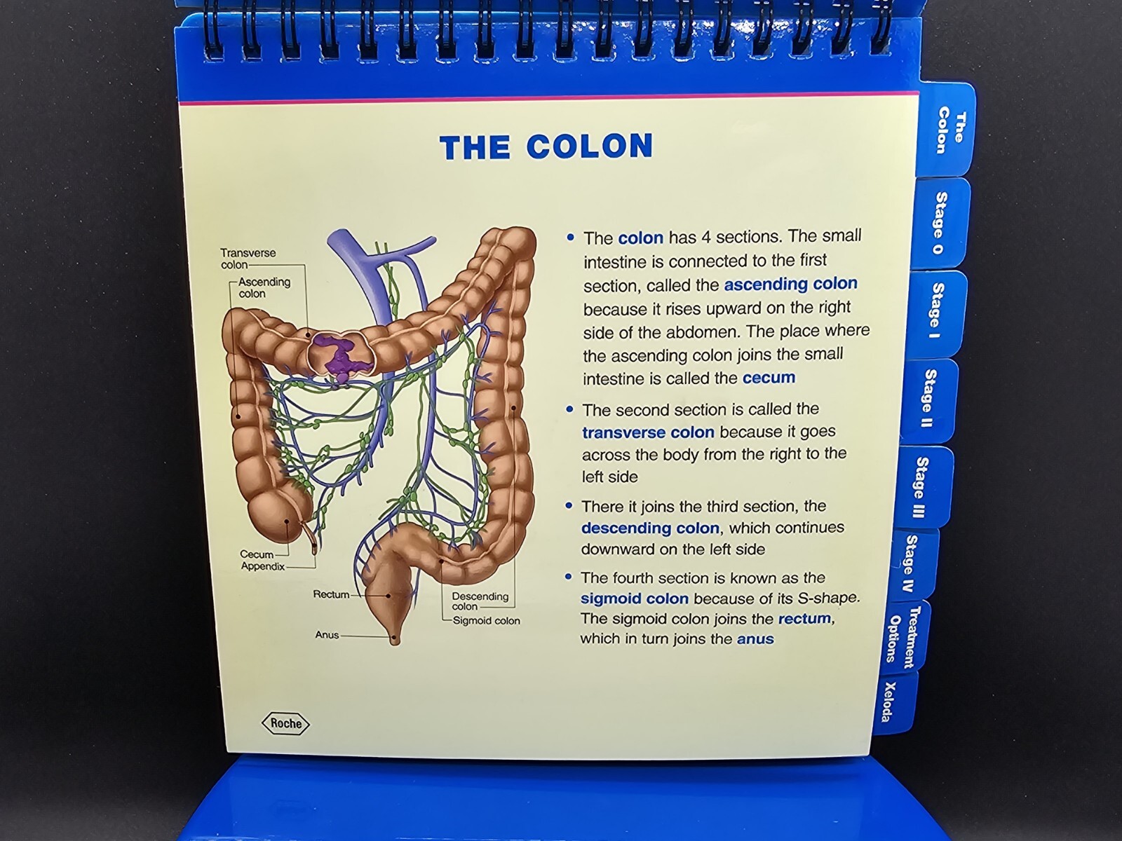 NIB Roche Pharmaceutical Xeloda Colon Cancer Anatomical Model & Chart Display