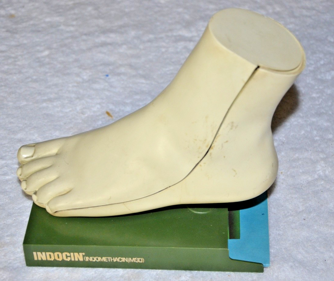 c1960s MEDICAL MODEL Anatomical FOOT Muscles Bones Dohme Indocin