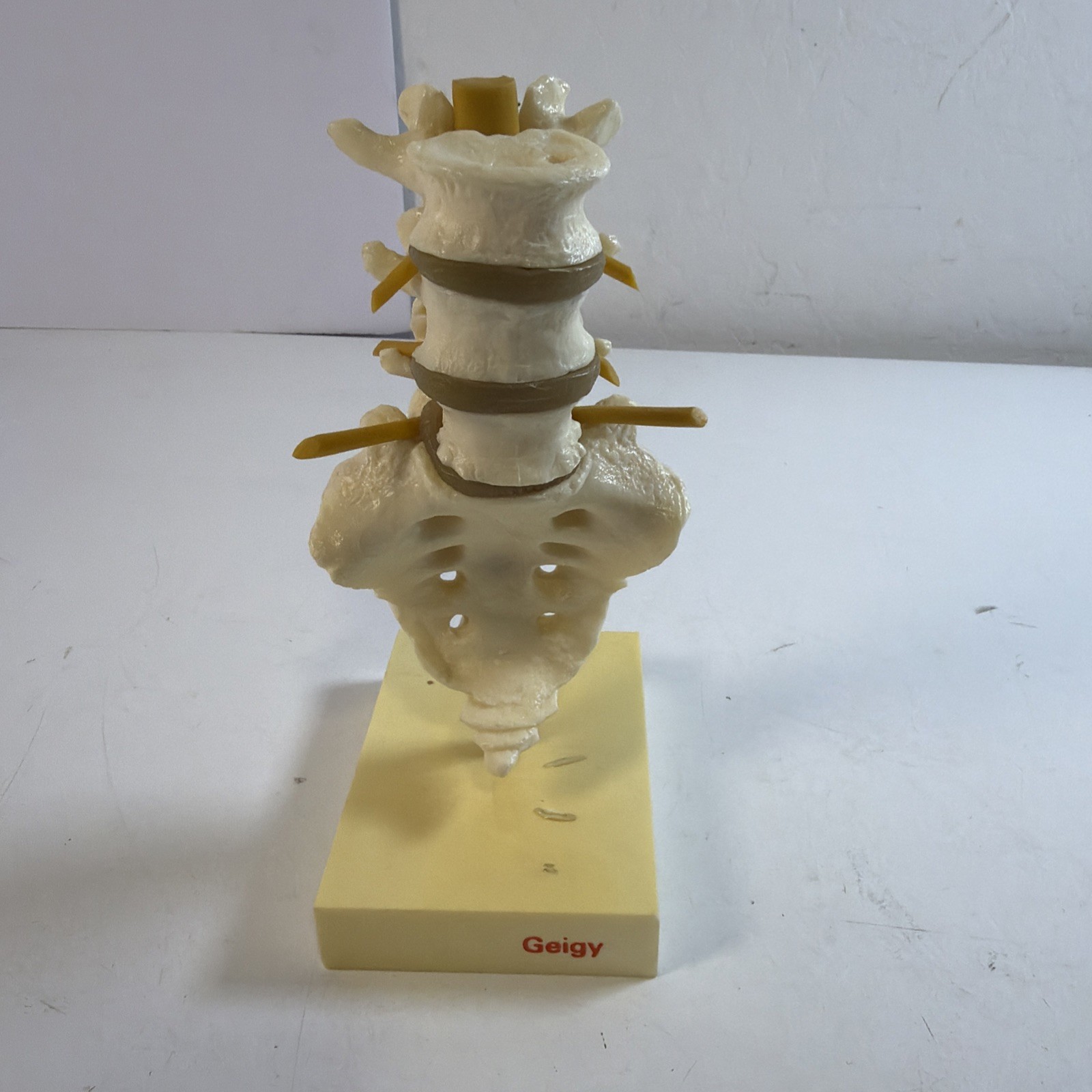 VINTAGE GEIGY Lumbar Spine Anatomical Model Medical School Doctor Display