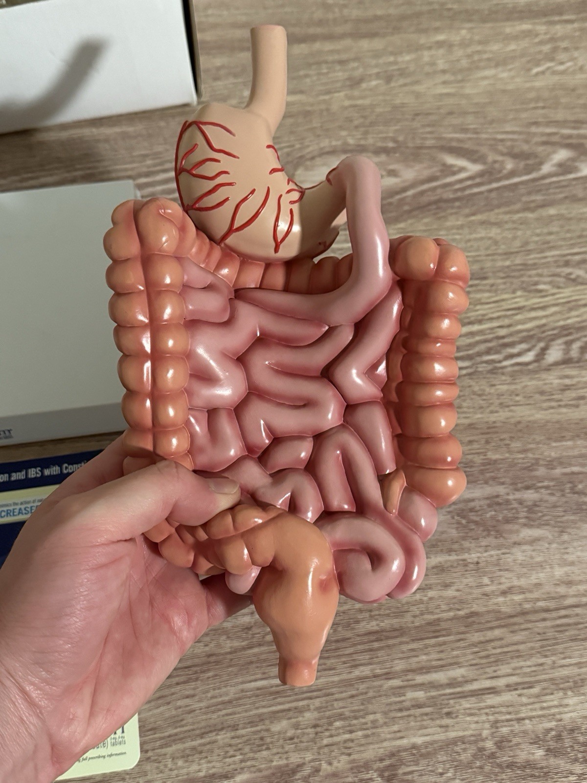 Vintage Digestive System Model / Zelnorm Drug Rep Display of the GI System