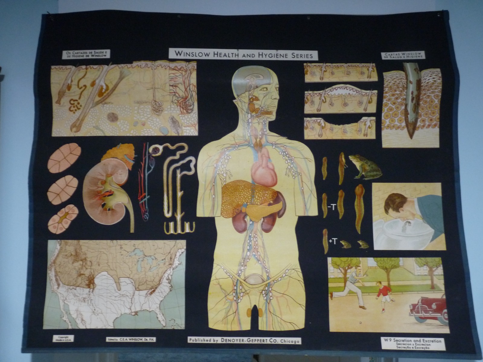 “SECRETION & EXCRETION” 1930S PULL DOWN MEDICAL CHART , DENOYER GEPPERT 44X36