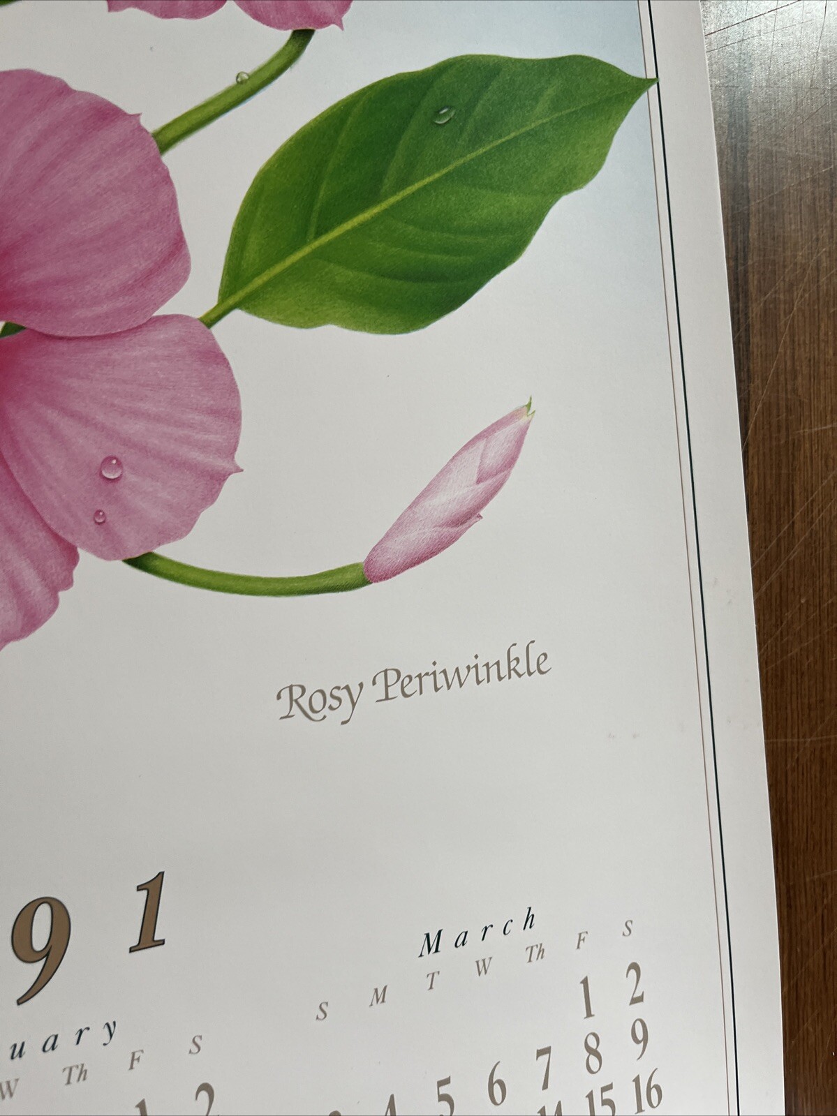 Vintage 1991 Rosy Periwinkle Pharmacy History Pharmacist Poster Afrin Promo