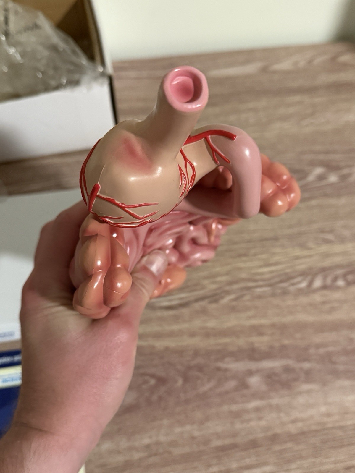 Vintage Digestive System Model / Zelnorm Drug Rep Display of the GI System