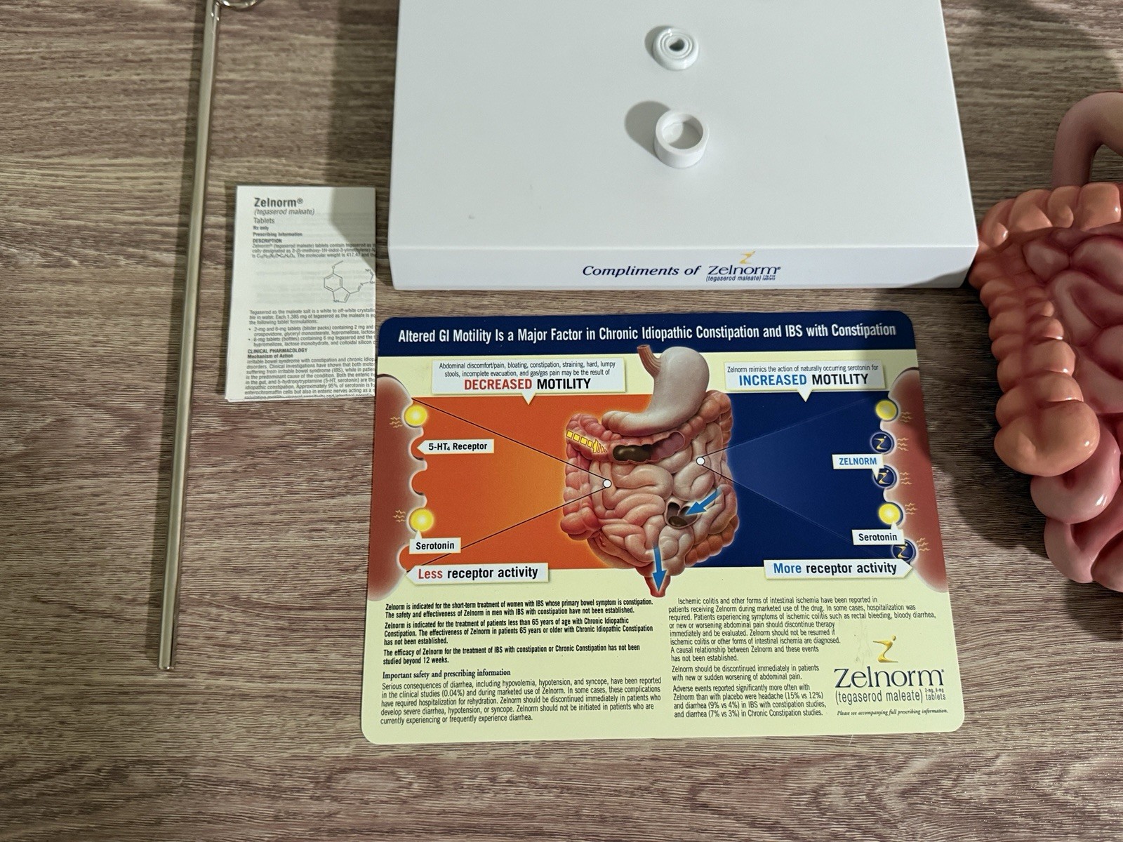 Vintage Digestive System Model / Zelnorm Drug Rep Display of the GI System
