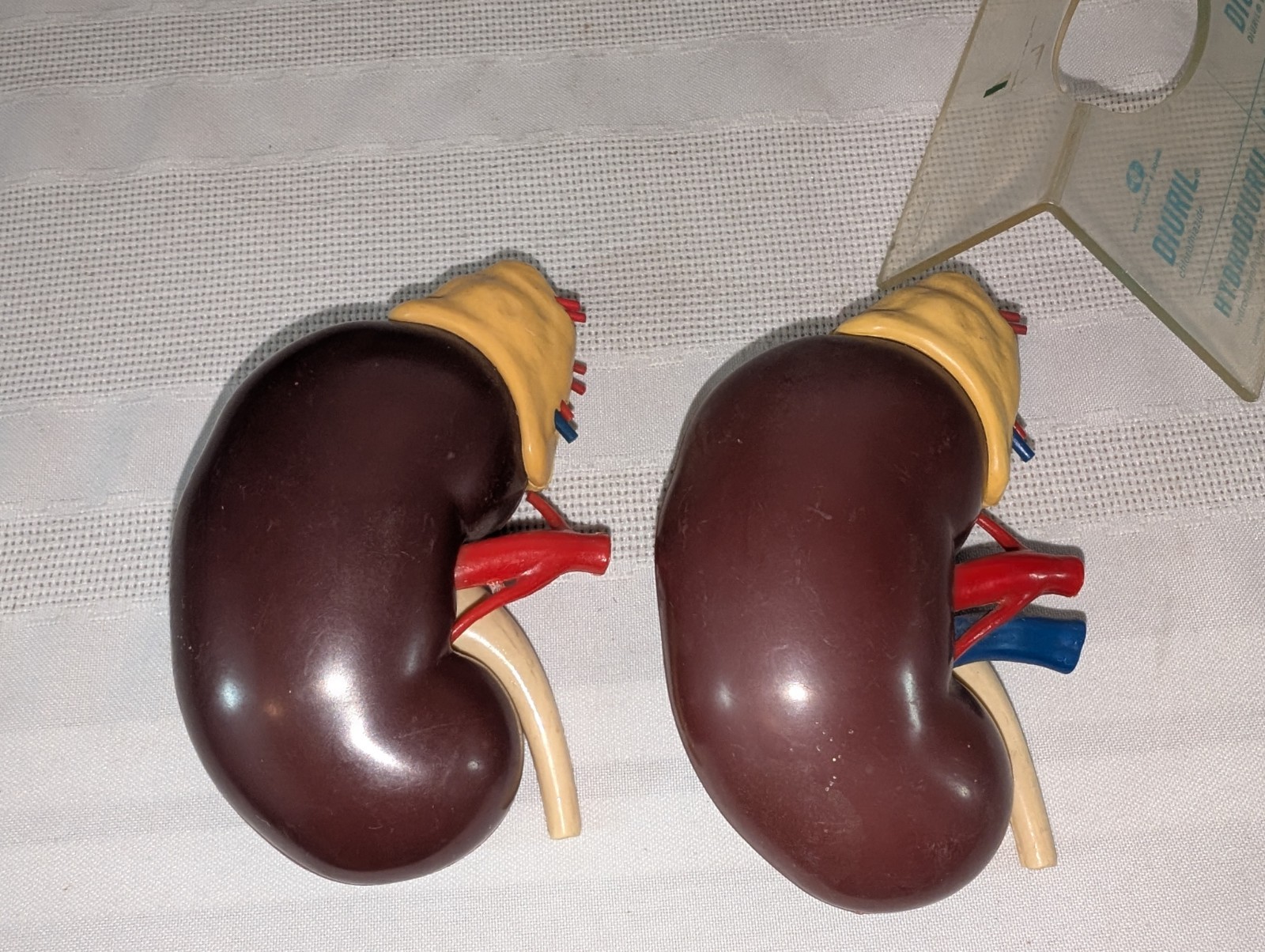1960s Merck Pharmaceutical Advertising Model “Hydrodiuril Hydropres” Model