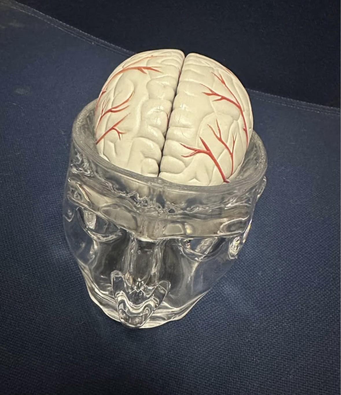 Retired Collectible Seroquel Anatomic Brain Drug Rep/pharma