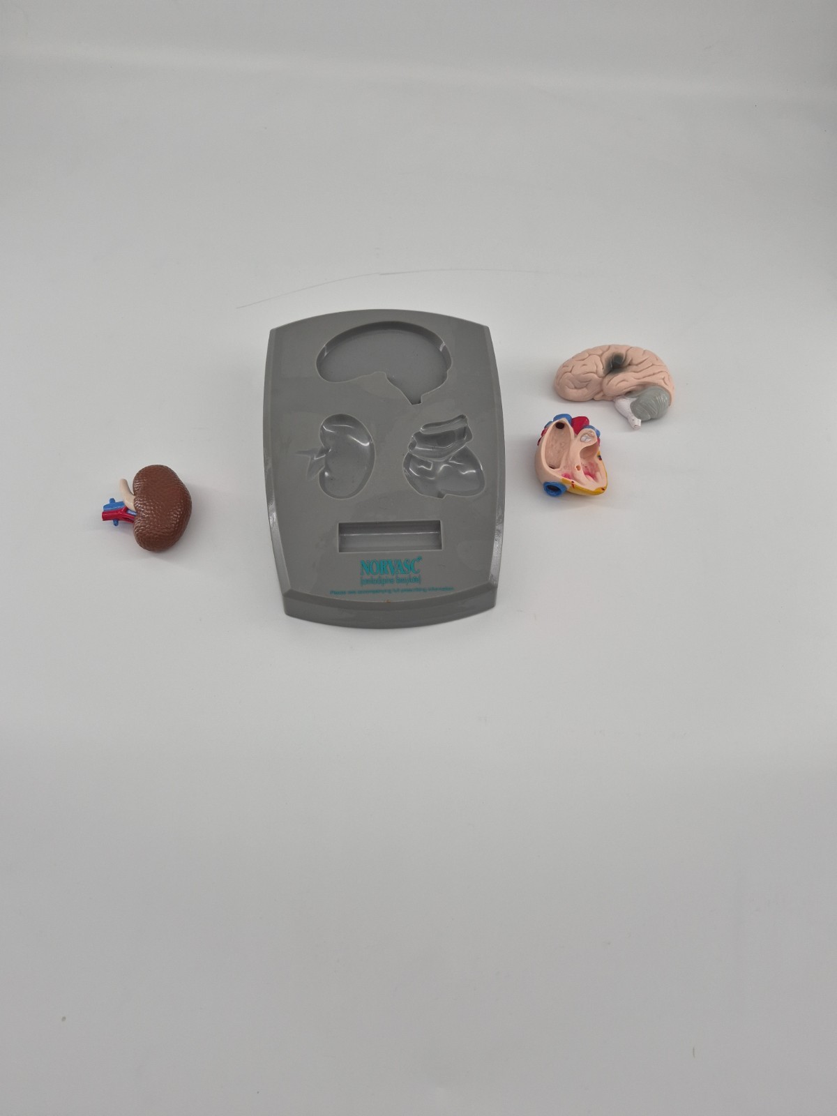 RARE ODDITIY NORVASC MEDICAL DISPLAY BRAIN HEART KIDNEY COLLECTIBLE