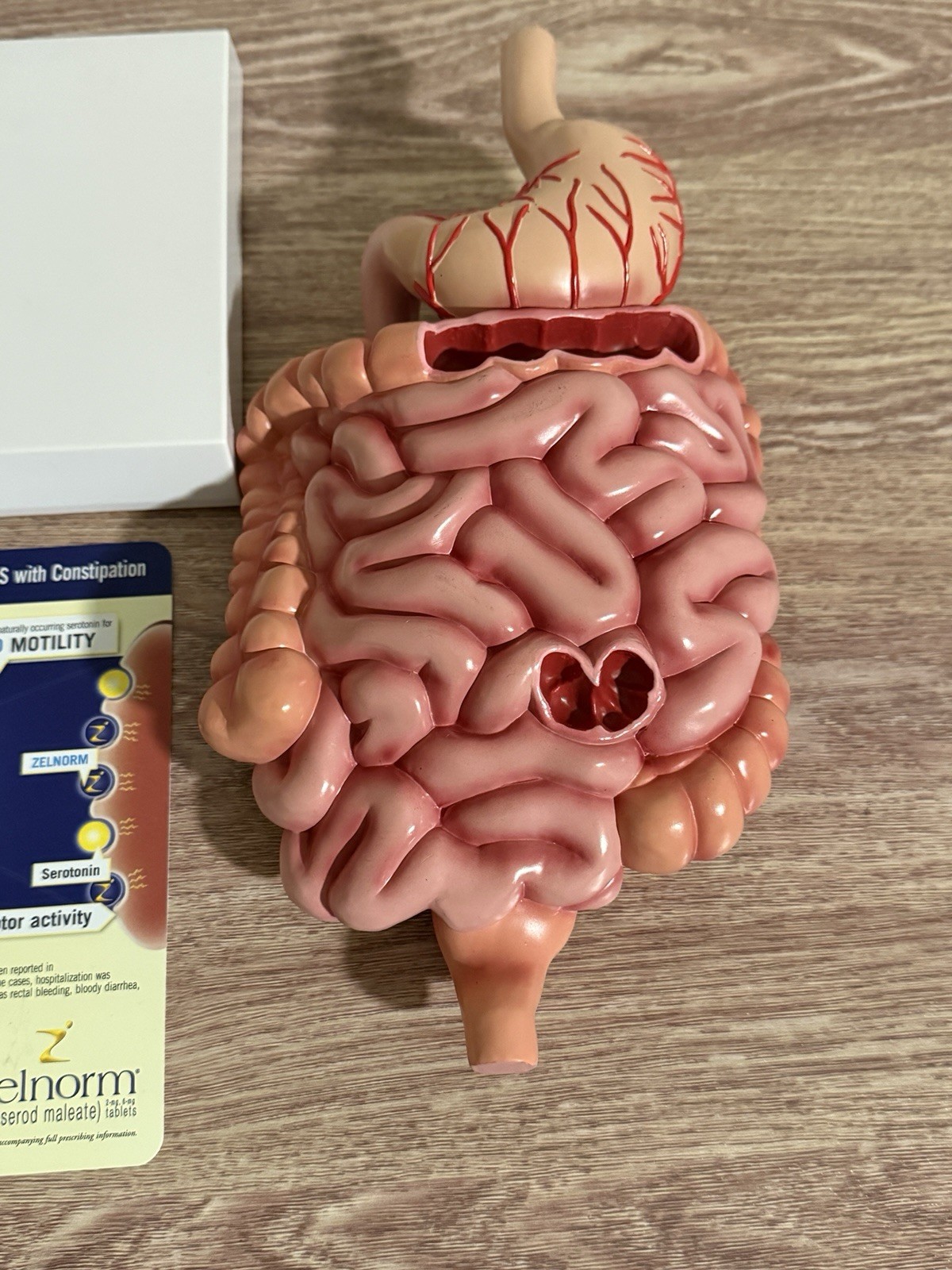 Vintage Digestive System Model / Zelnorm Drug Rep Display of the GI System