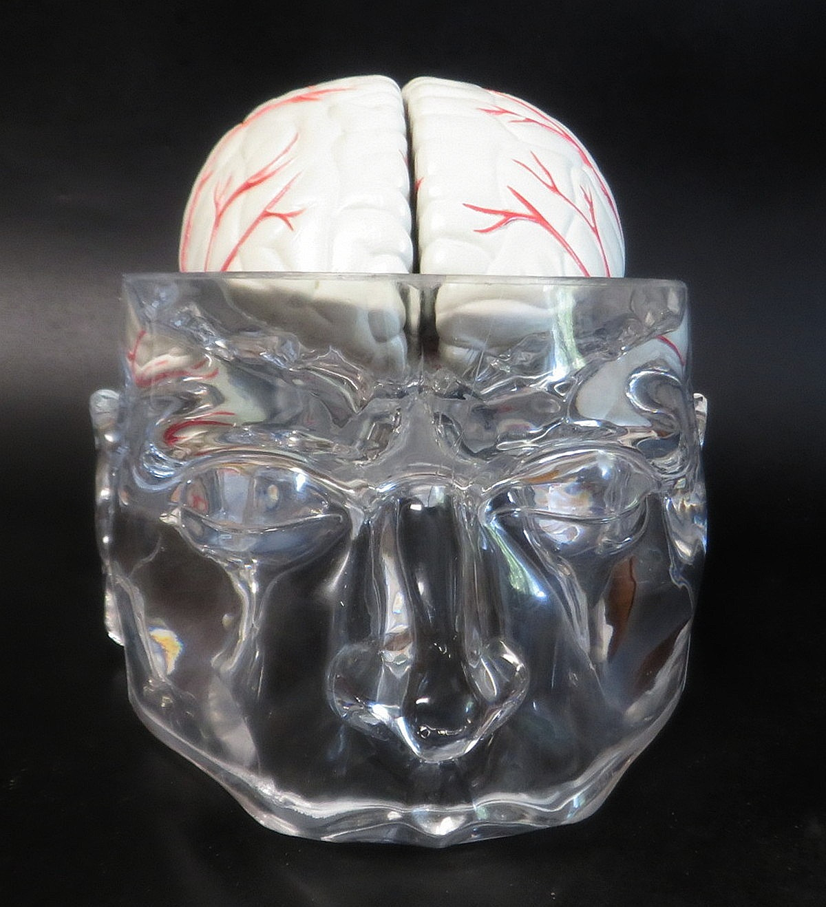 Head Skull Brain Model Seroquel Medical Pharmaceutical Lucite Medical Display
