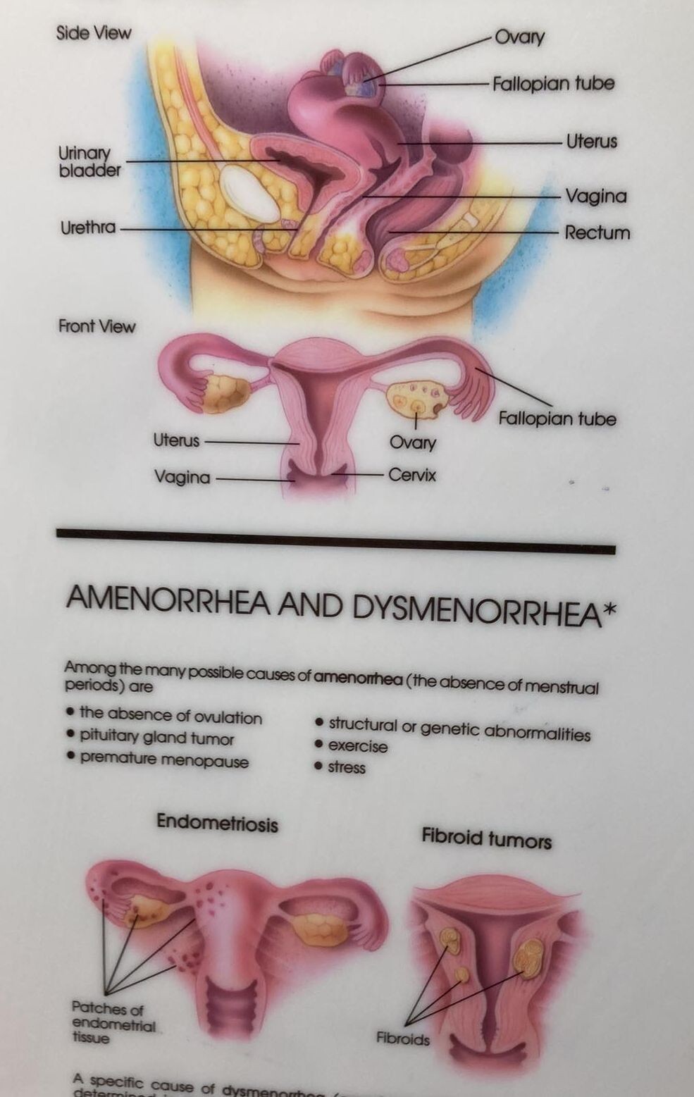 Vintage Pharmaceutical CLIPBOARD OGEN estrogen Female Reproductive System